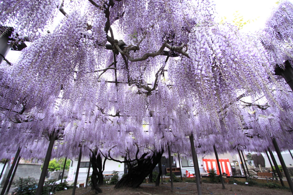 樹齢300年以上