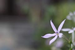 MACROがほっしーの