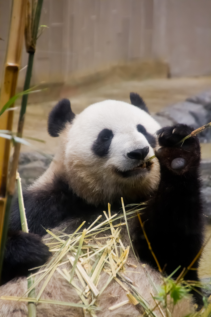 上野といえばジャイアントパンダ