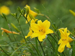箱根湿生花園