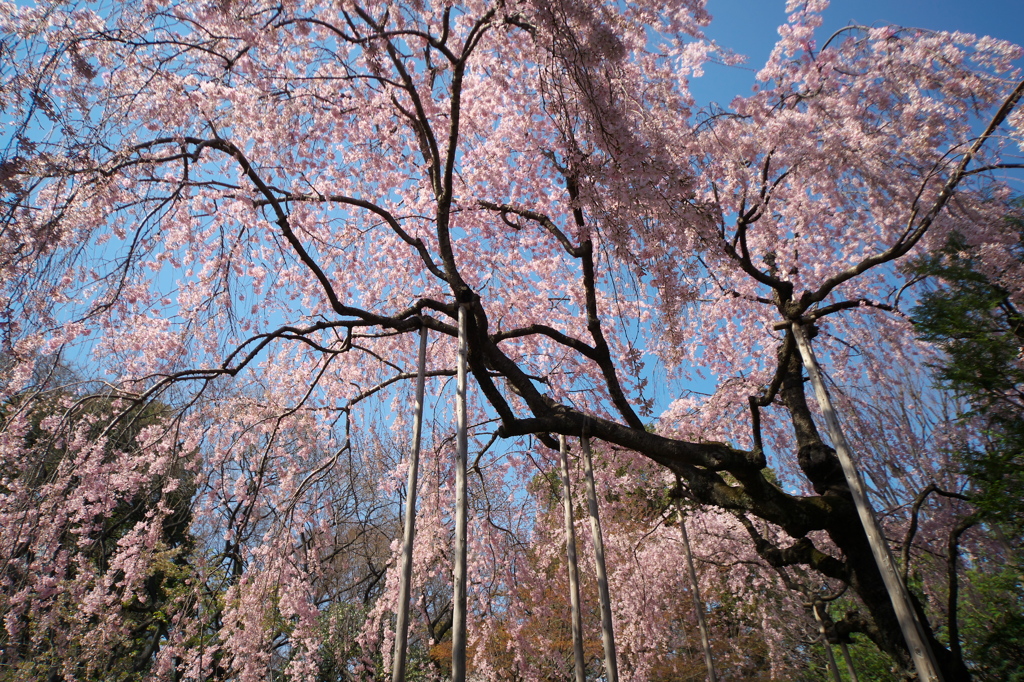 浅草寺　伝法院庭園の枝垂れ桜　その3