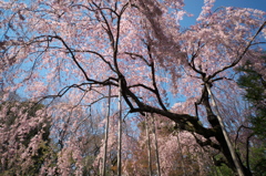 浅草寺　伝法院庭園の枝垂れ桜　その3