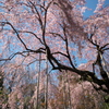 浅草寺　伝法院庭園の枝垂れ桜　その3