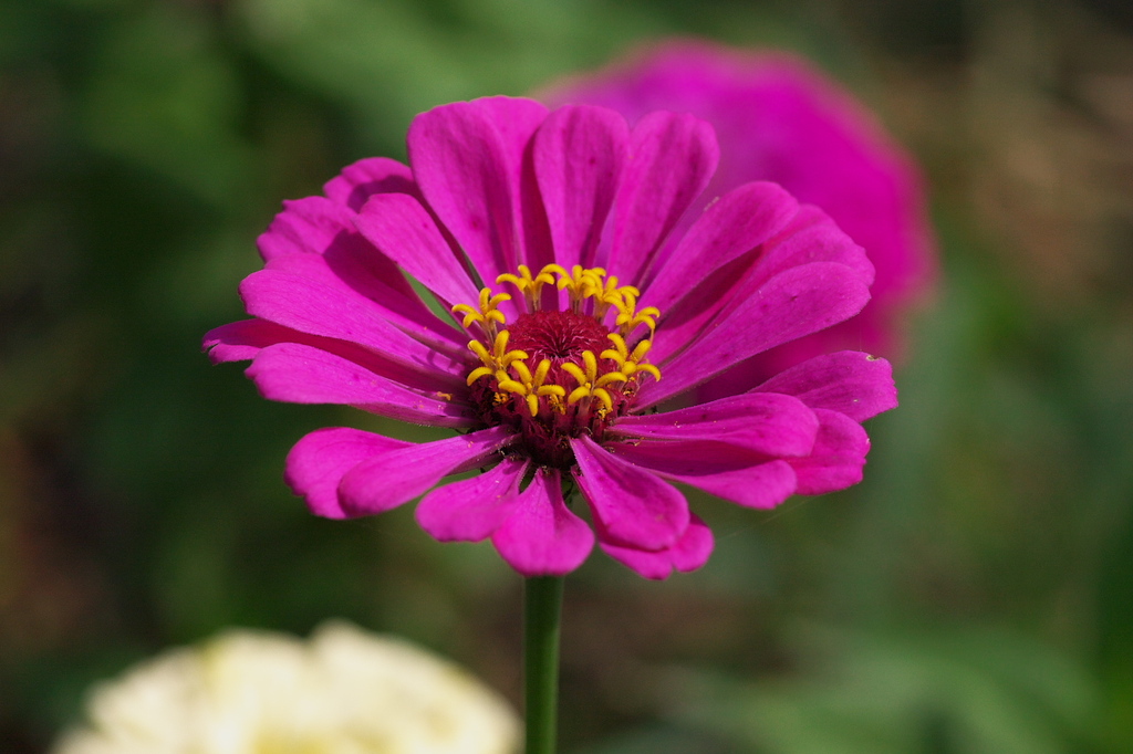 山中湖花の都公園2