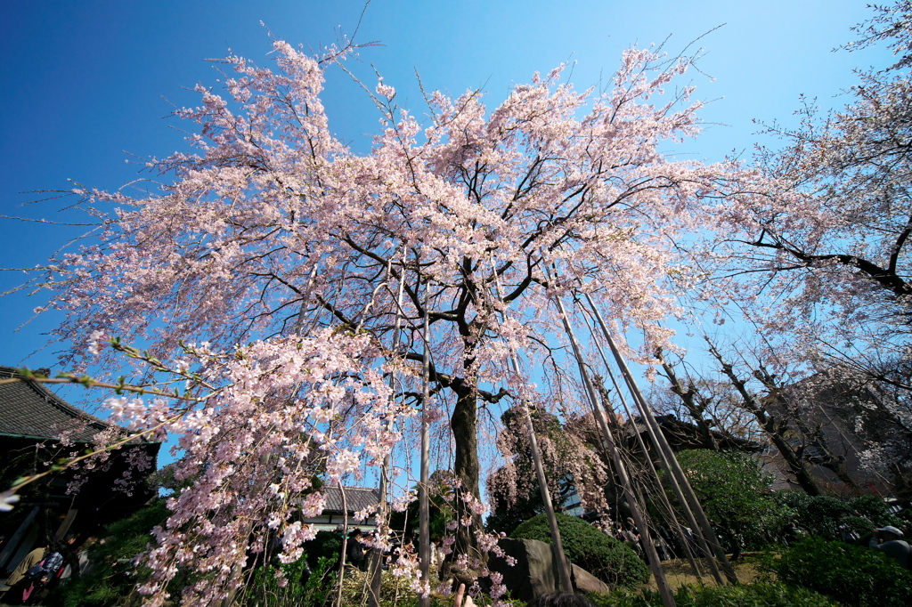 浅草寺　伝法院庭園の枝垂れ桜　その２