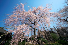 浅草寺　伝法院庭園の枝垂れ桜　その２