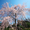 浅草寺　伝法院庭園の枝垂れ桜　その２