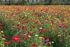 山中湖花の都公園3