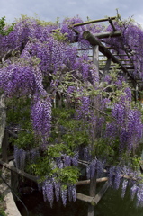 亀戸天神・藤まつり