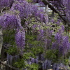 亀戸天神・藤まつり