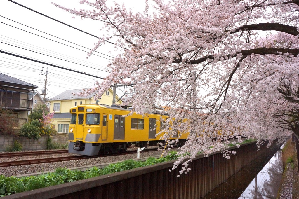 西武線と桜 2013