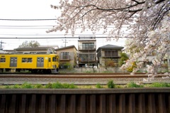 西武線と桜