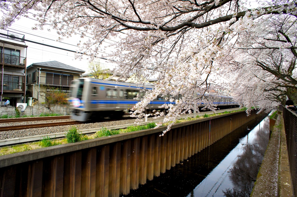 西武線と桜