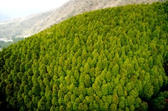 駒ヶ岳ロープウェイから檜