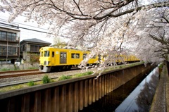 西武線と桜