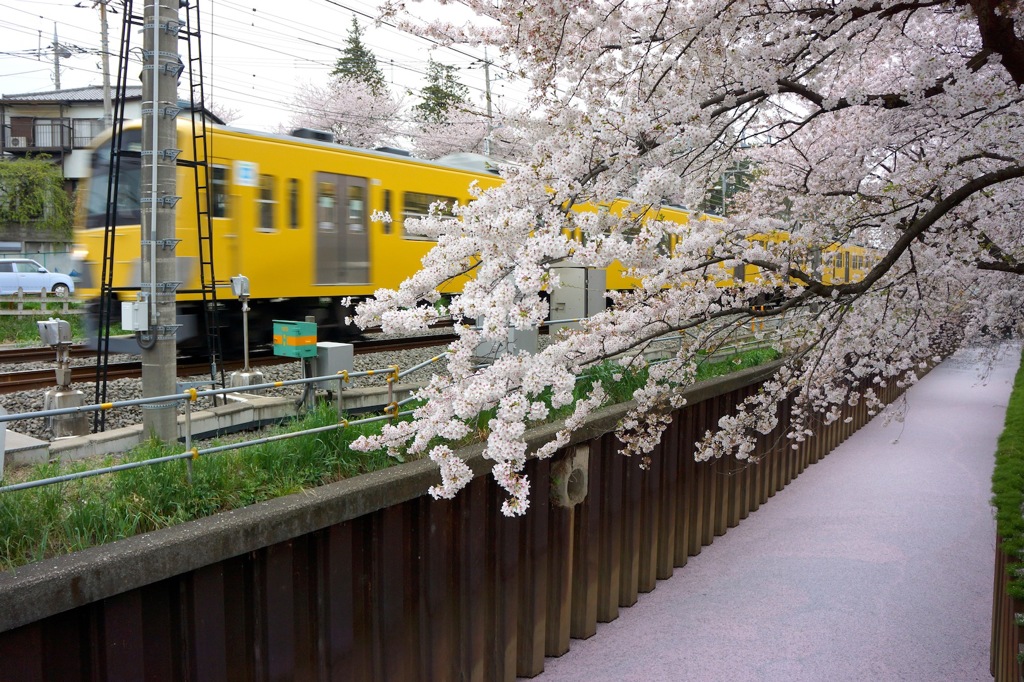 西武線と桜