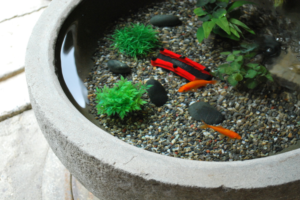 近江八幡/金魚