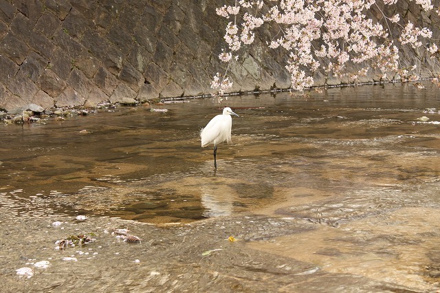 鳥と桜