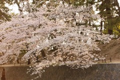 豪華な桜
