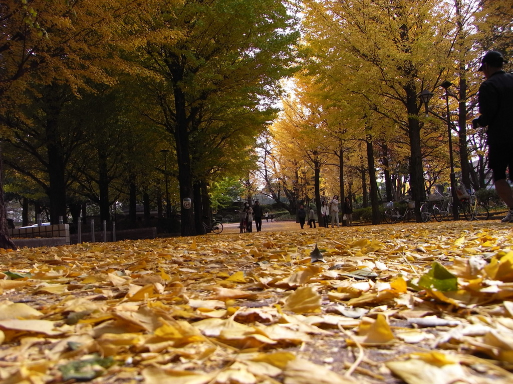 東京の秋