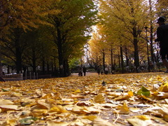 東京の秋
