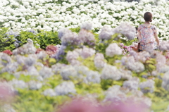 美白な紫陽花
