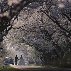 Sakura Wedding