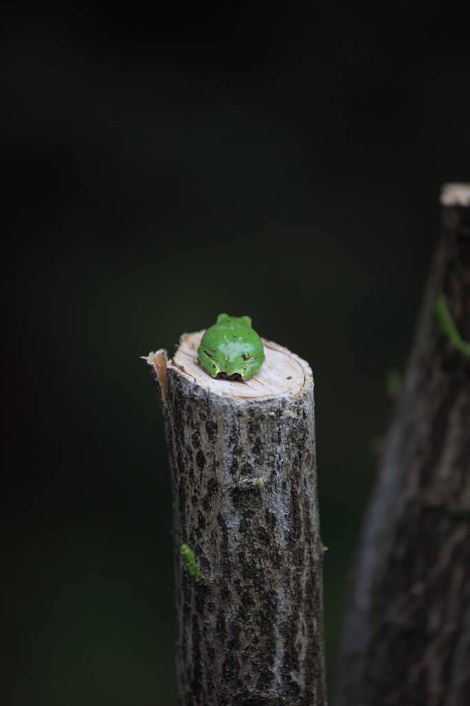 木の上のカエル。