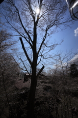 ただいま桜満開です！①