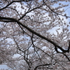 富士霊園にて。いまが見頃です！Ⅱ