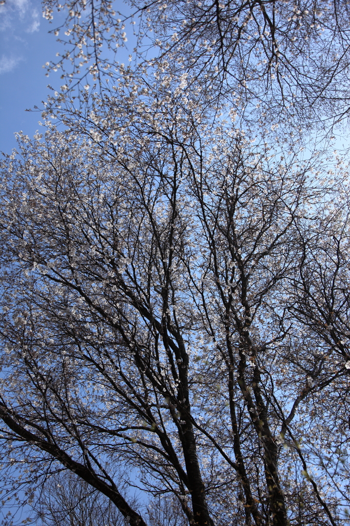 ただいま桜満開です！③