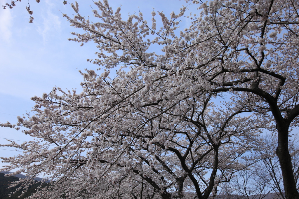 富士霊園にて。いまが見頃です！
