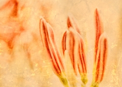 曼珠沙華３