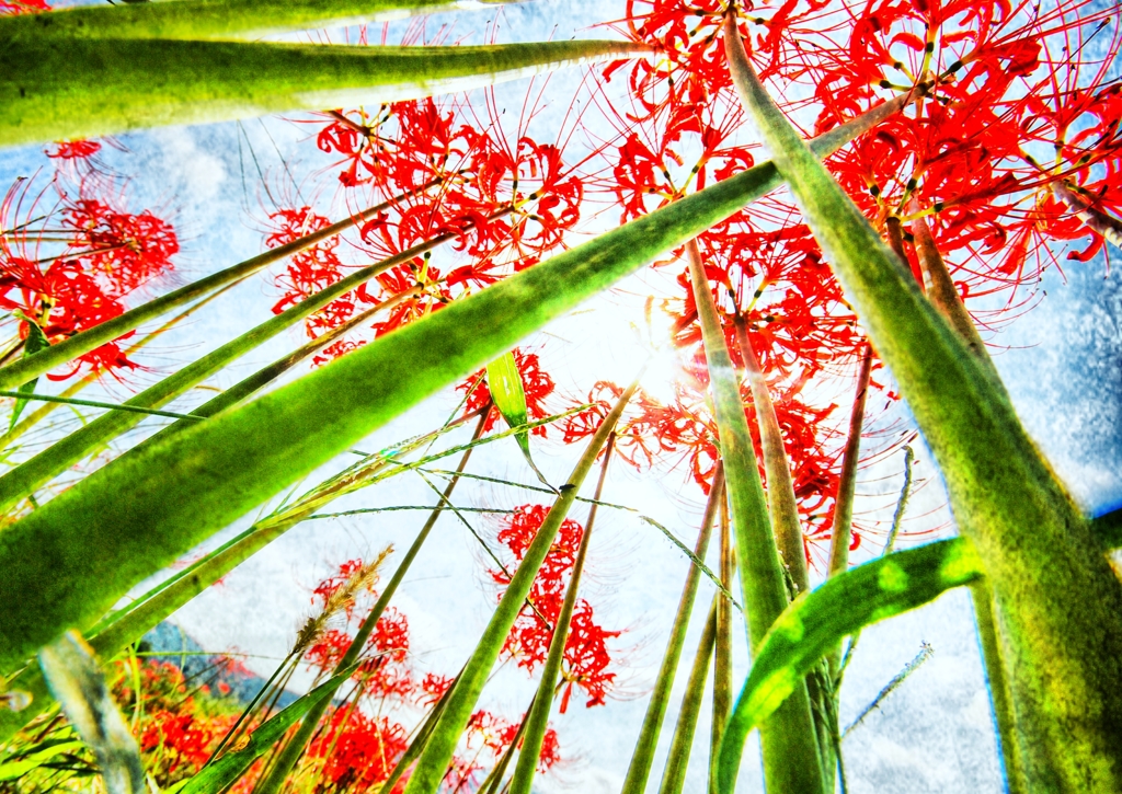 曼珠沙華X（エックス的なやつ）