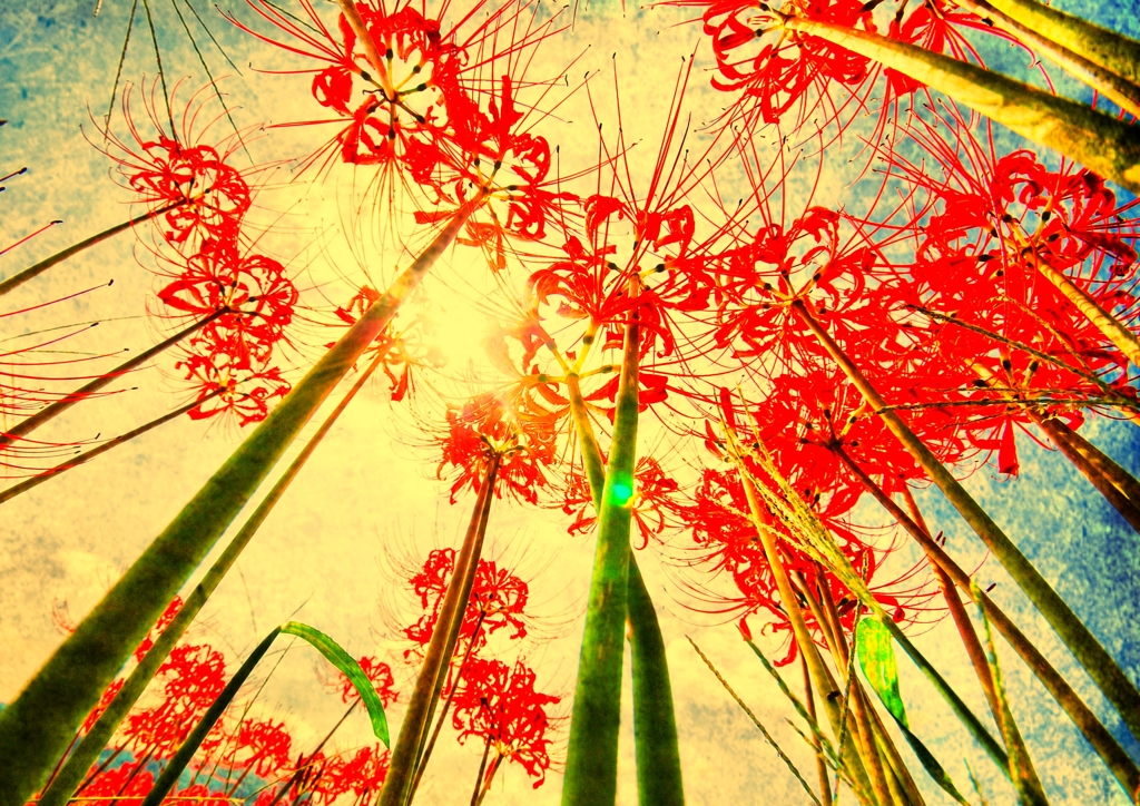 曼珠沙華１