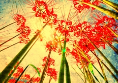 曼珠沙華１