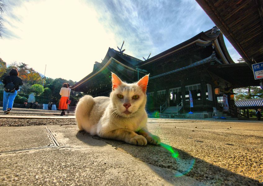 吉備津猫太郎です