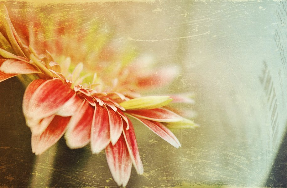 花泥棒^^♪