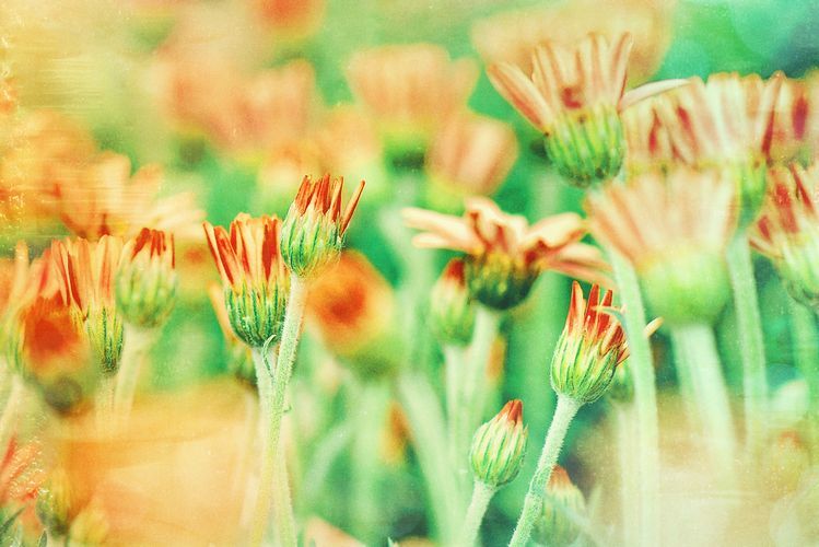 flowers①
