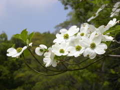 はなみずき（花水木）