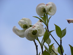 はなみずき（花水木）