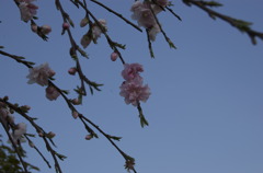 枝垂桜