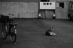 犬と自転車