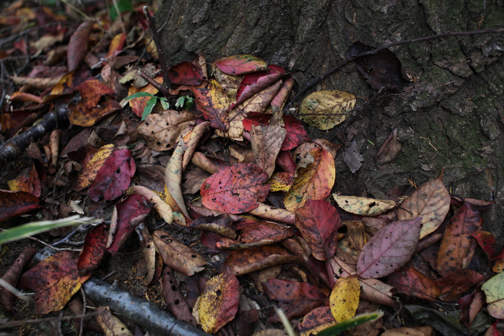 MOSAIC