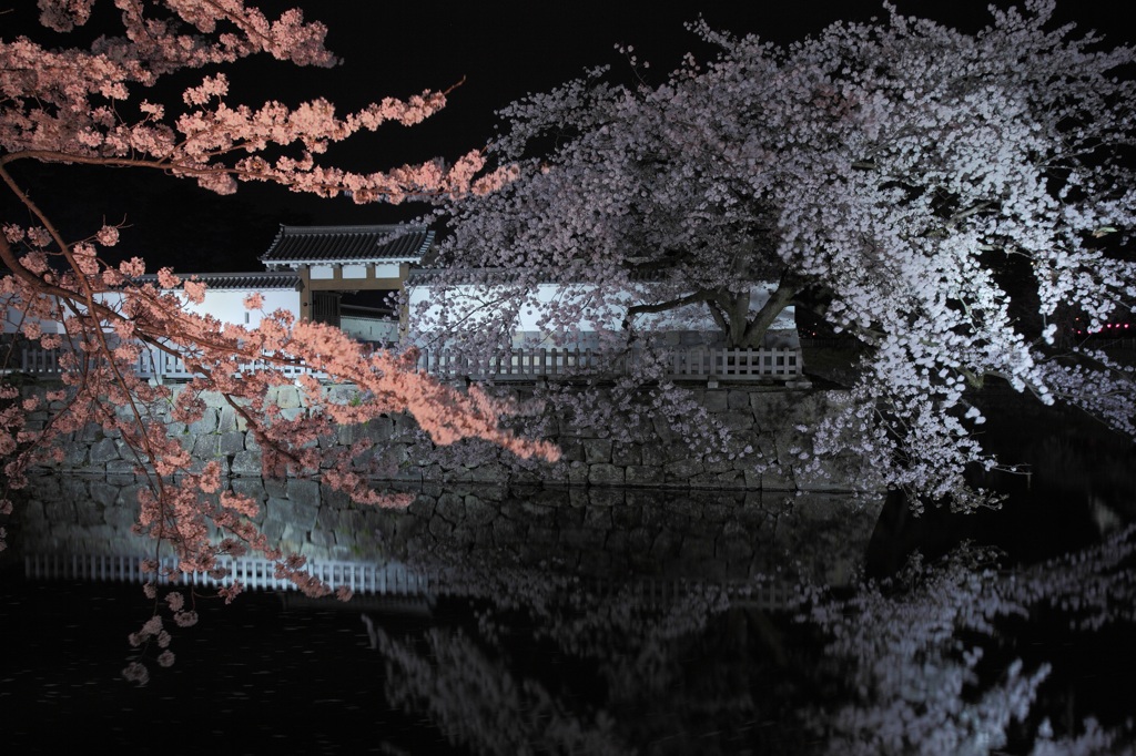 夜桜