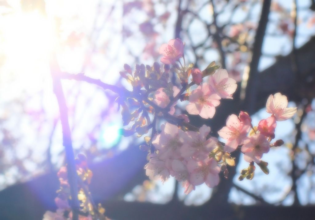 河津桜