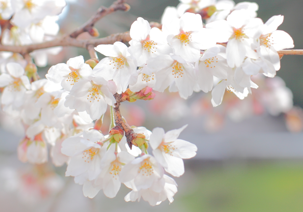 桜