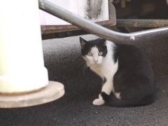 猫様