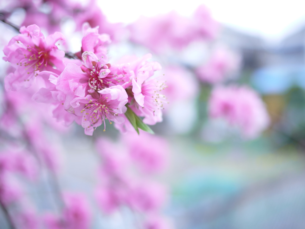 桃ノ花ビラ