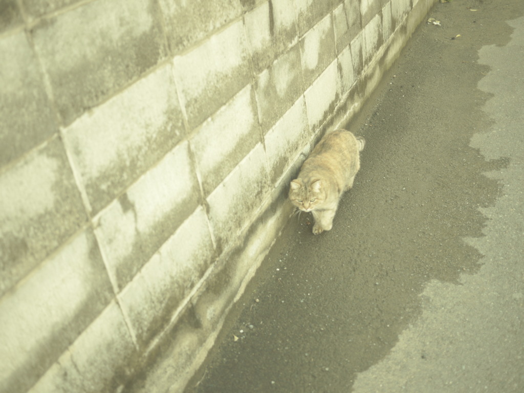miaou